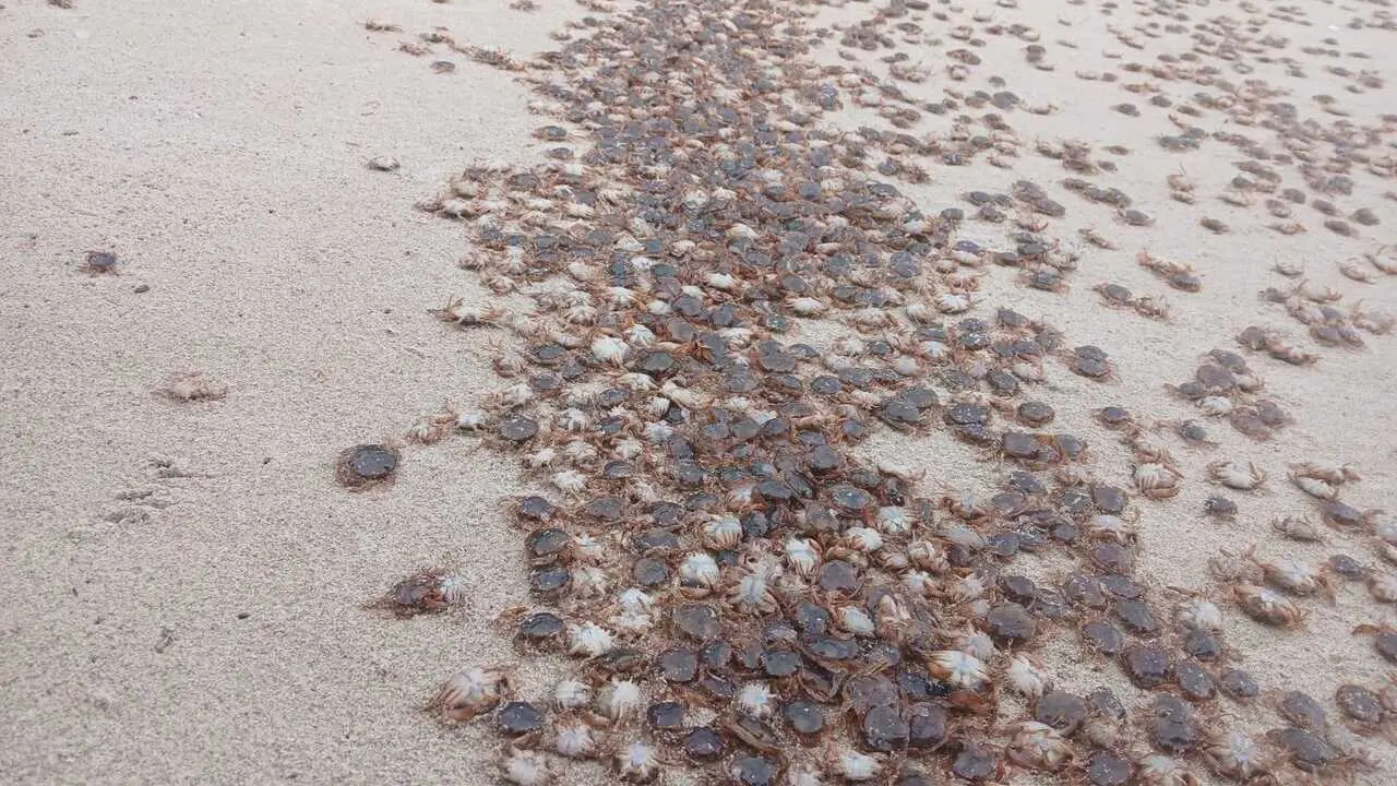 Cangrejos patudos en la orilla de una playa de las Islas Atl&aacute;nticas.