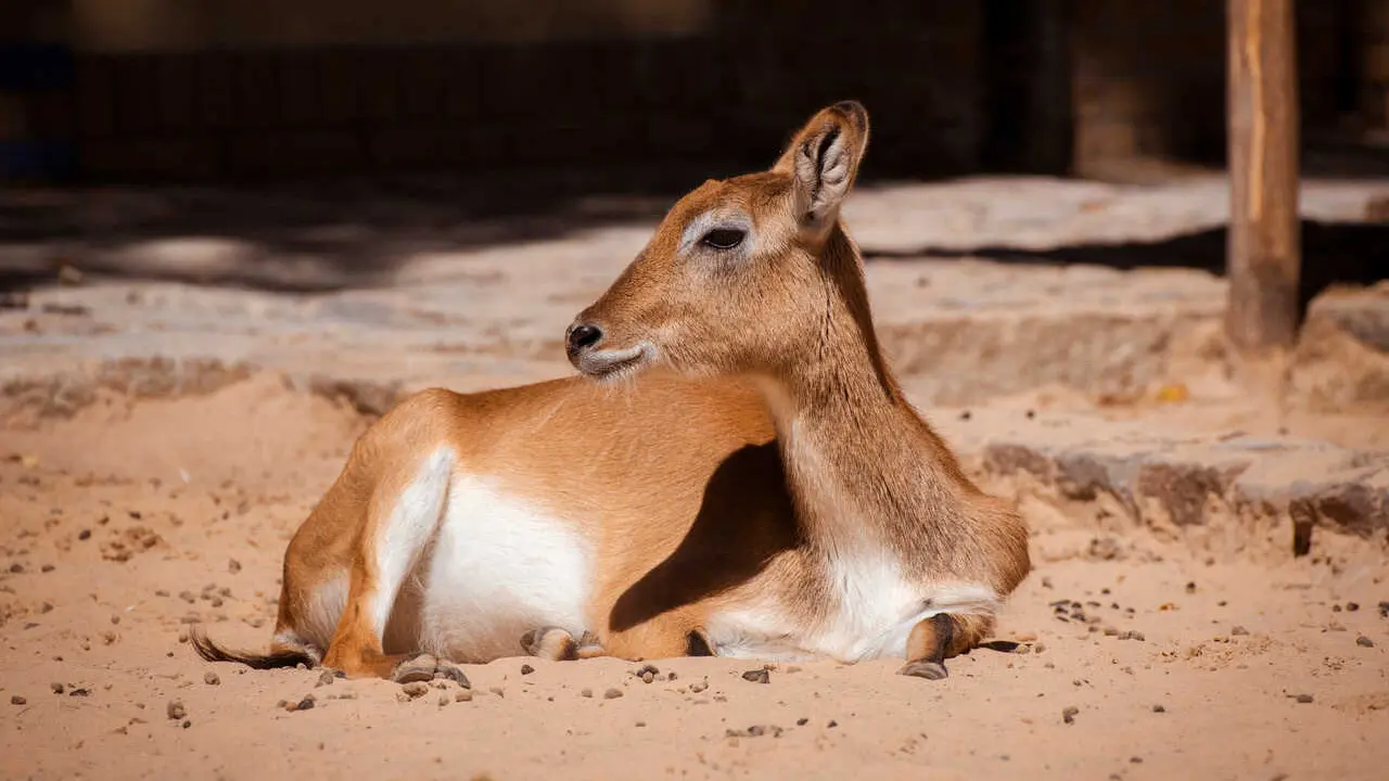 Archivo - Un ant&iacute;lope de p&aacute;ramo lechwe de kafue.