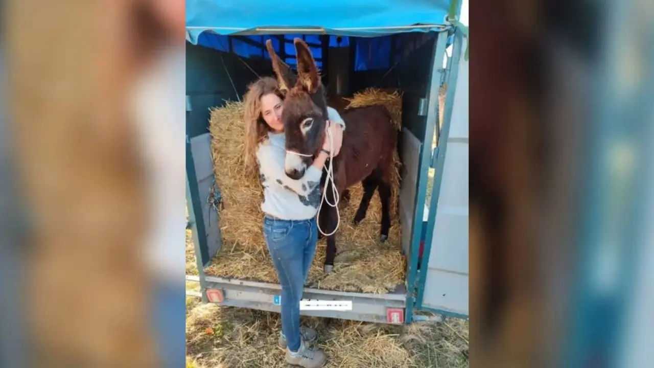 Pablete, el burro que necesita ayuda tras someterse a una operaci&oacute;n quir&uacute;rgica in&eacute;dita en Espa&ntilde;a