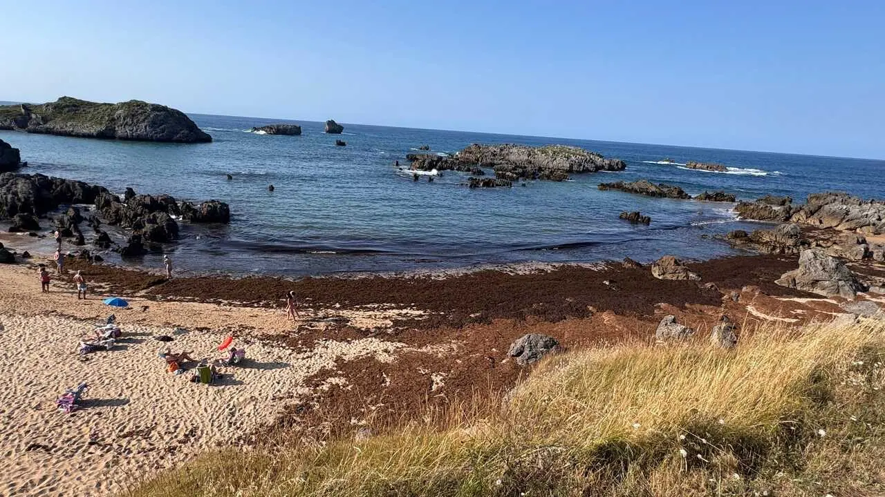 Archivo - Algas en la playa de Noja