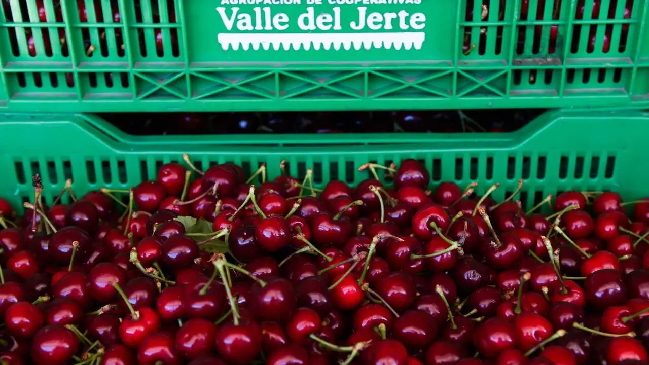 Archivo - Cajas llenas de cerezas tras la recolecci&oacute;n, 