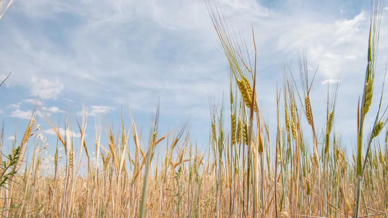 Archivo - Campo de trigo, a 17 de junio de 2024, en Albacete, Castilla-La Mancha (Espa&ntilde;a). La Uni&oacute;n de Peque&ntilde;os Agricultores (UPA), solicita que se declare la provincia de Albacete como zona desfavorecida para que tanto agricultores como ganaderos de la z