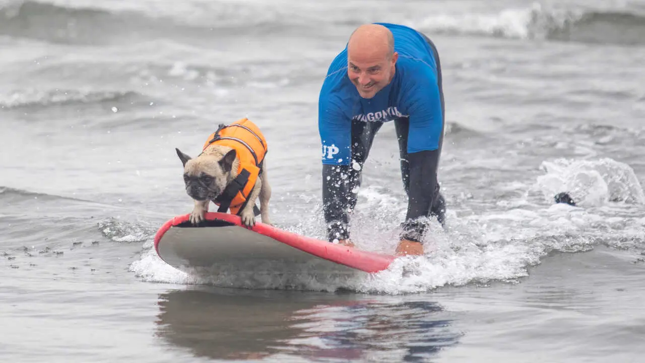 II Campeonato Europeo de Surf para Perros en la playa de Salinas. En Castrill&oacute;n, Asturias, a 21/05/2023. (&copy; Jorge Peteiro / Europa Press).