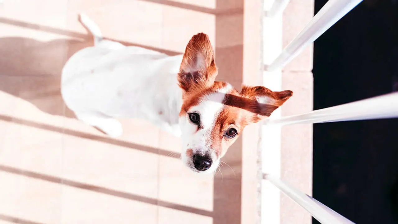 Perro en un balc&oacute;n