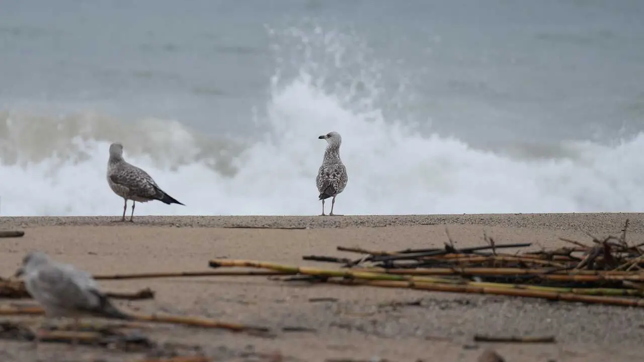 Archivo - Gaviotas en la playa de la Barceloneta durante el temporal, a 19 de enero de 2026, en Barcelona, Catalu&ntilde;a (Espa&ntilde;a). 