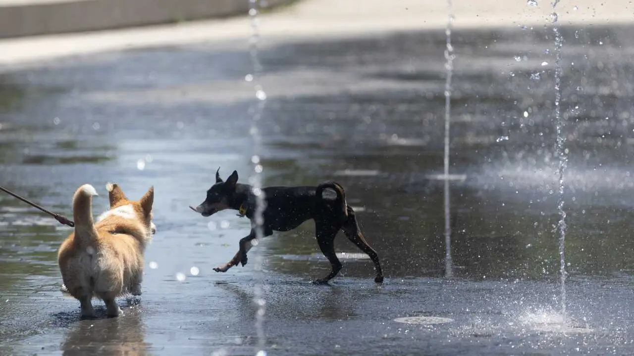 Varias perros juegan en Los chorros de Madrid R&iacute;o, a 28 de mayo de 2026, en Madrid (Espa&ntilde;a). 