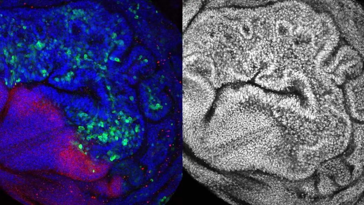 ImageJ=1.53c
unit=\u00B5m