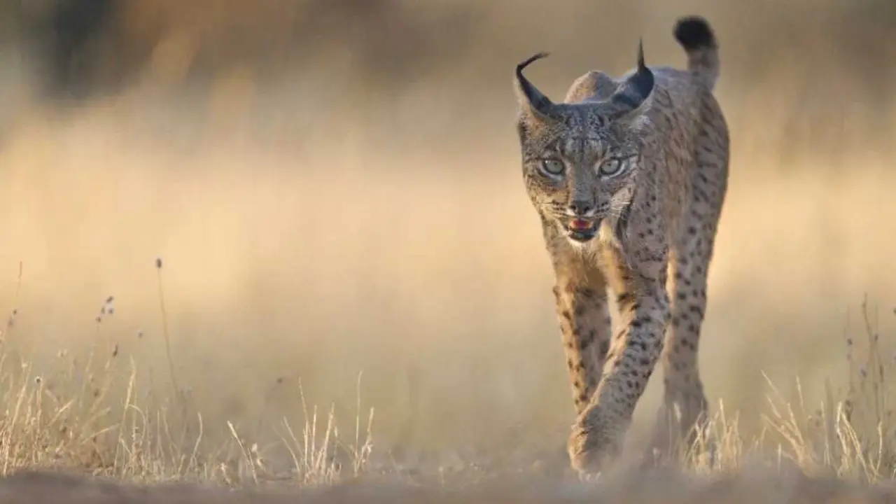 Archivo - Lince