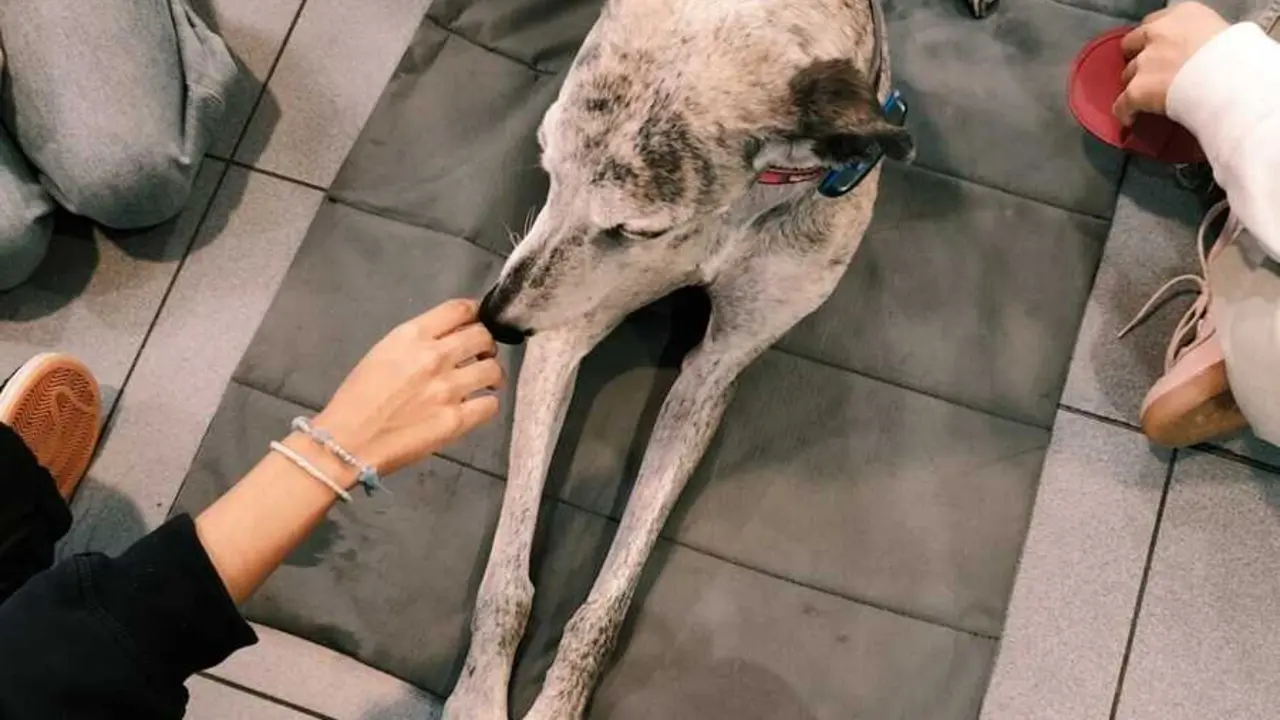Terapia con perros se asocia a mejor 'autoeficacia de adolescentes ingresados' en unidad psiqui&aacute;trica, seg&uacute;n un estudio