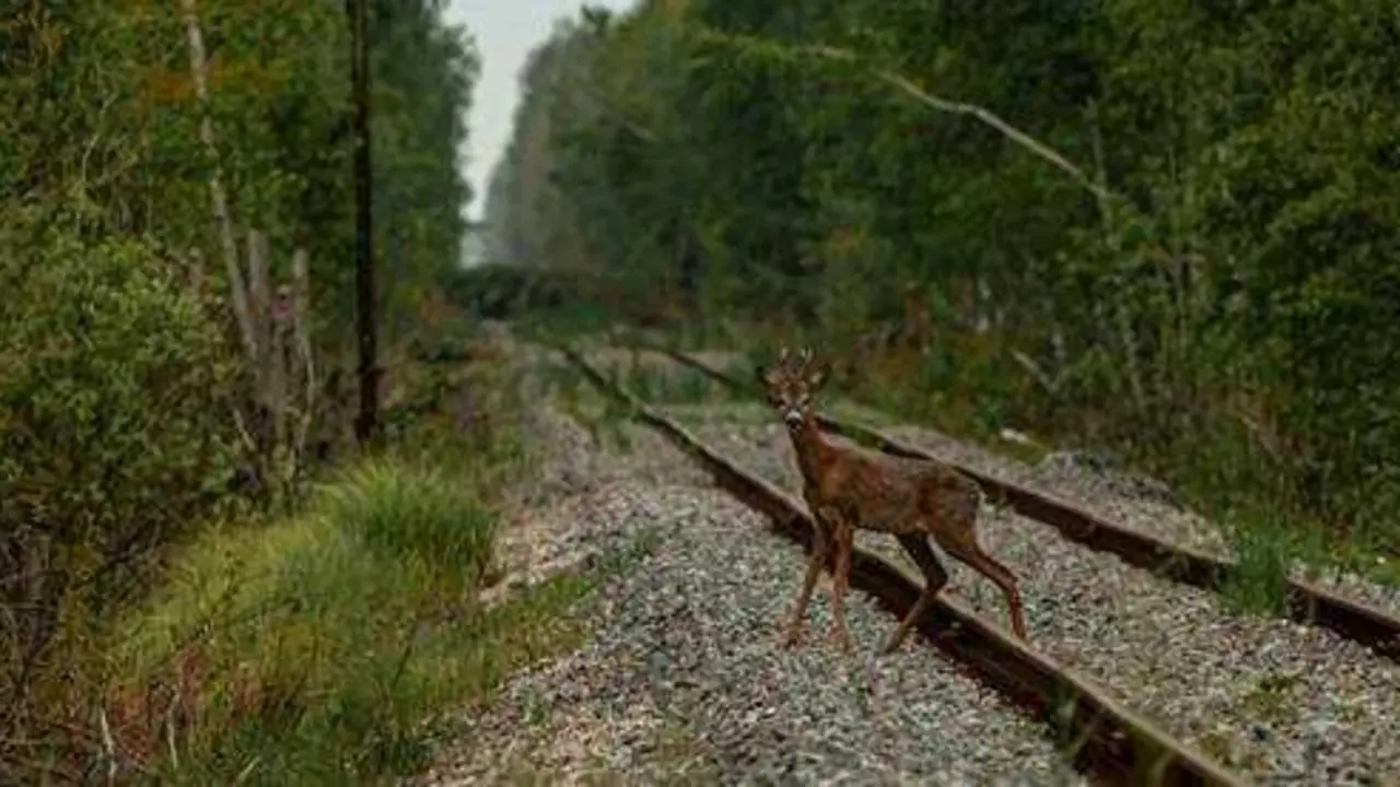 Un corzo cruzando una v&iacute;a f&eacute;rrea cerca del pueblo abandonado de Novoshepelychi.