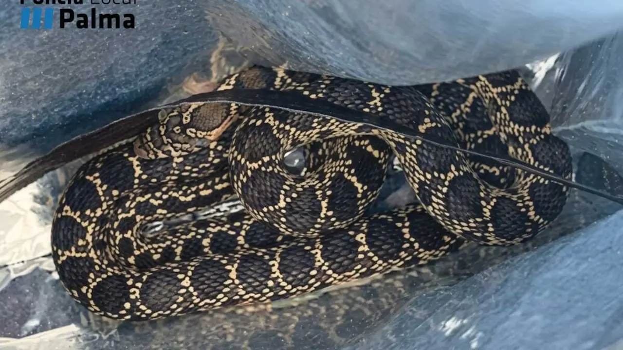 Serpiente capturada en una vivienda de Palma.