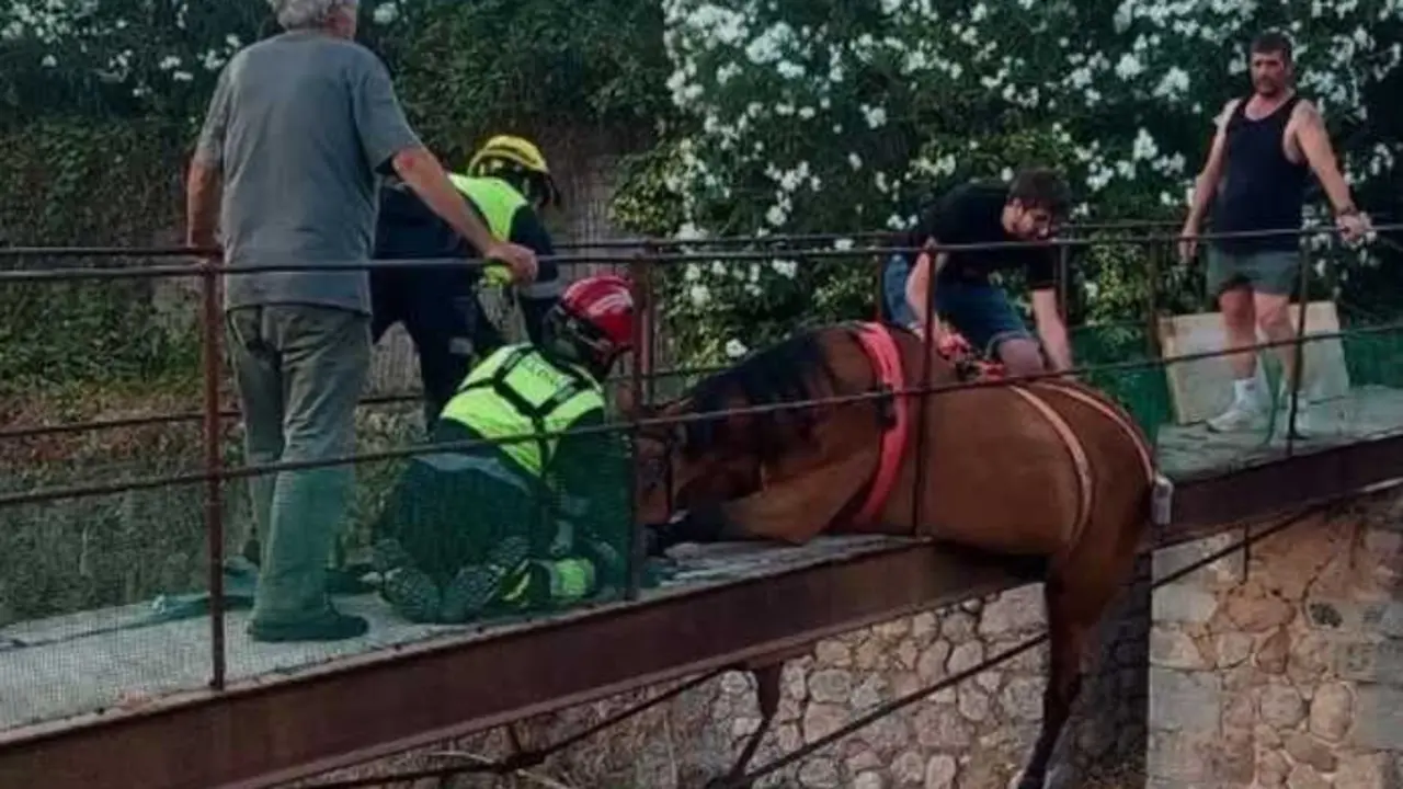 Rescatan a un caballo que qued&oacute; atrapado en un puente en S&oacute;ller.