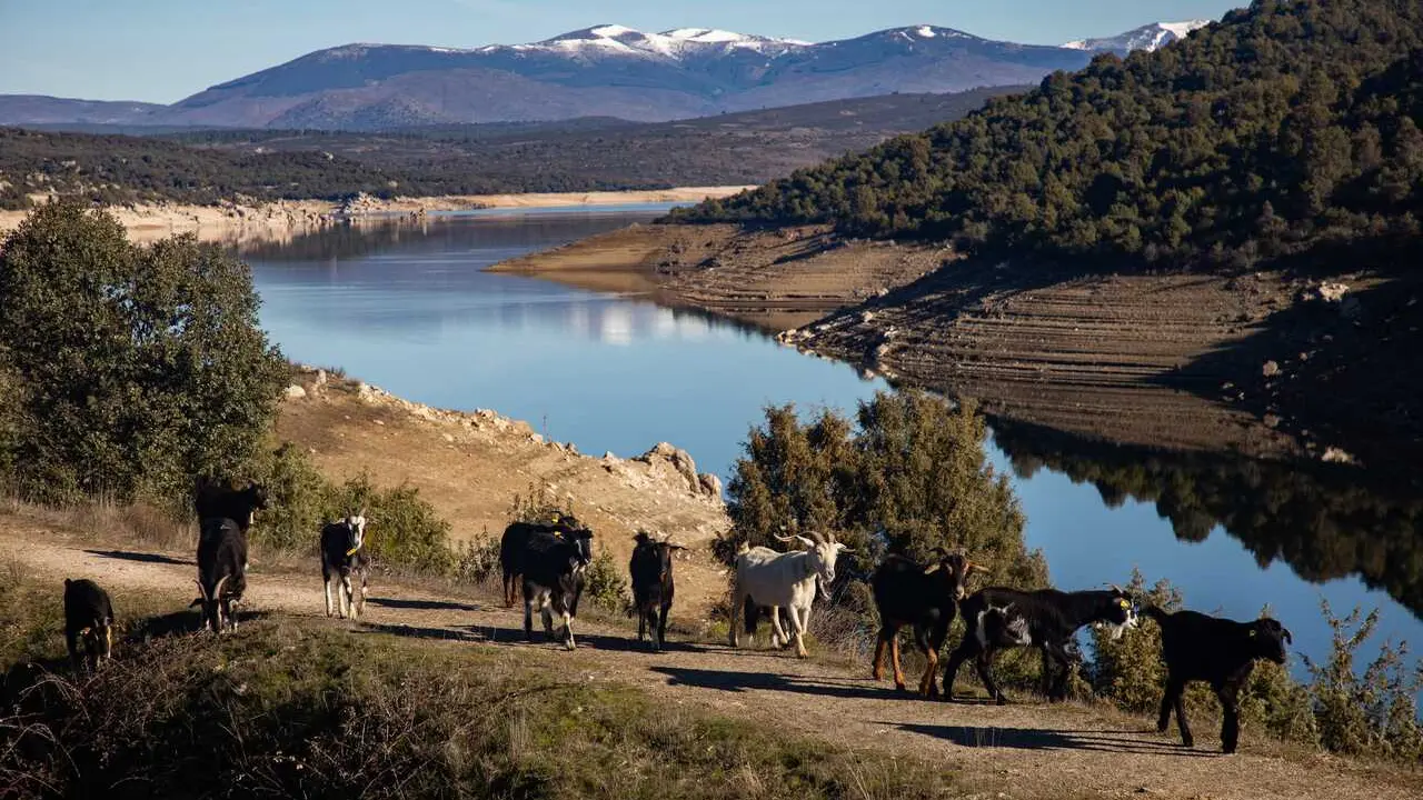 Archivo - Reba&ntilde;o de cabras traslad&aacute;ndose durante las actividades programadas en el proyecto &lsquo;Trashumarte&rsquo;, a 21 de febrero de 2026, en El Berrueco, Madrid (Espa&ntilde;a). 