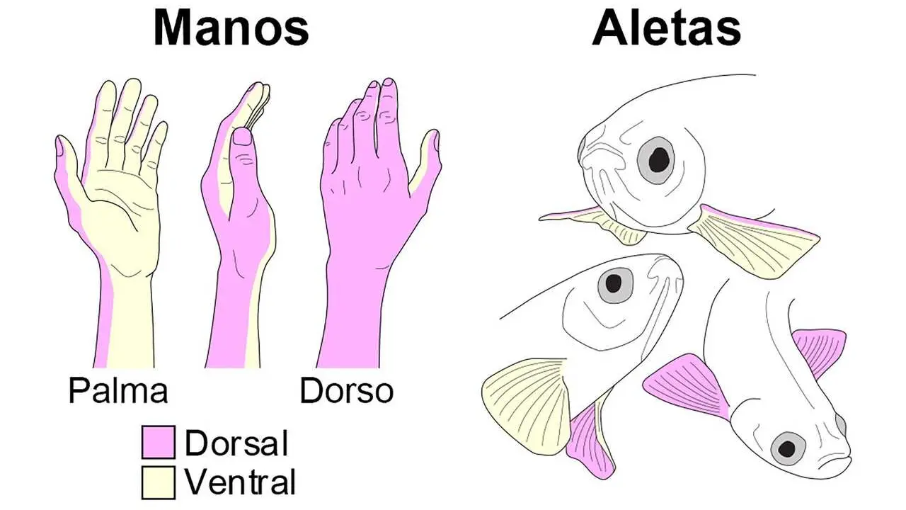 Un estudio, en el que ha participado la UC, descubre en los peces el origen de las diferencias entre el dorso y la palma en las extremidades