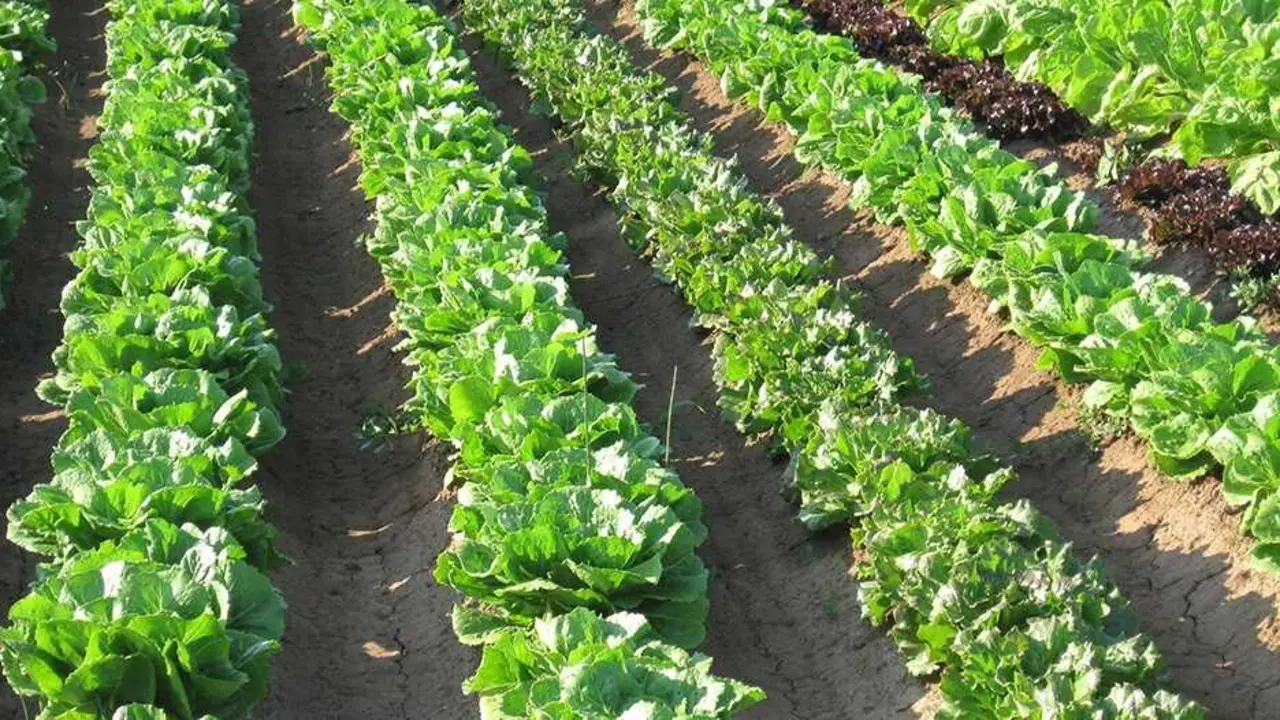 Archivo - AVA-ASAJA pide al Gobierno ampliar el plazo de solicitud de las ayudas de fertilizantes