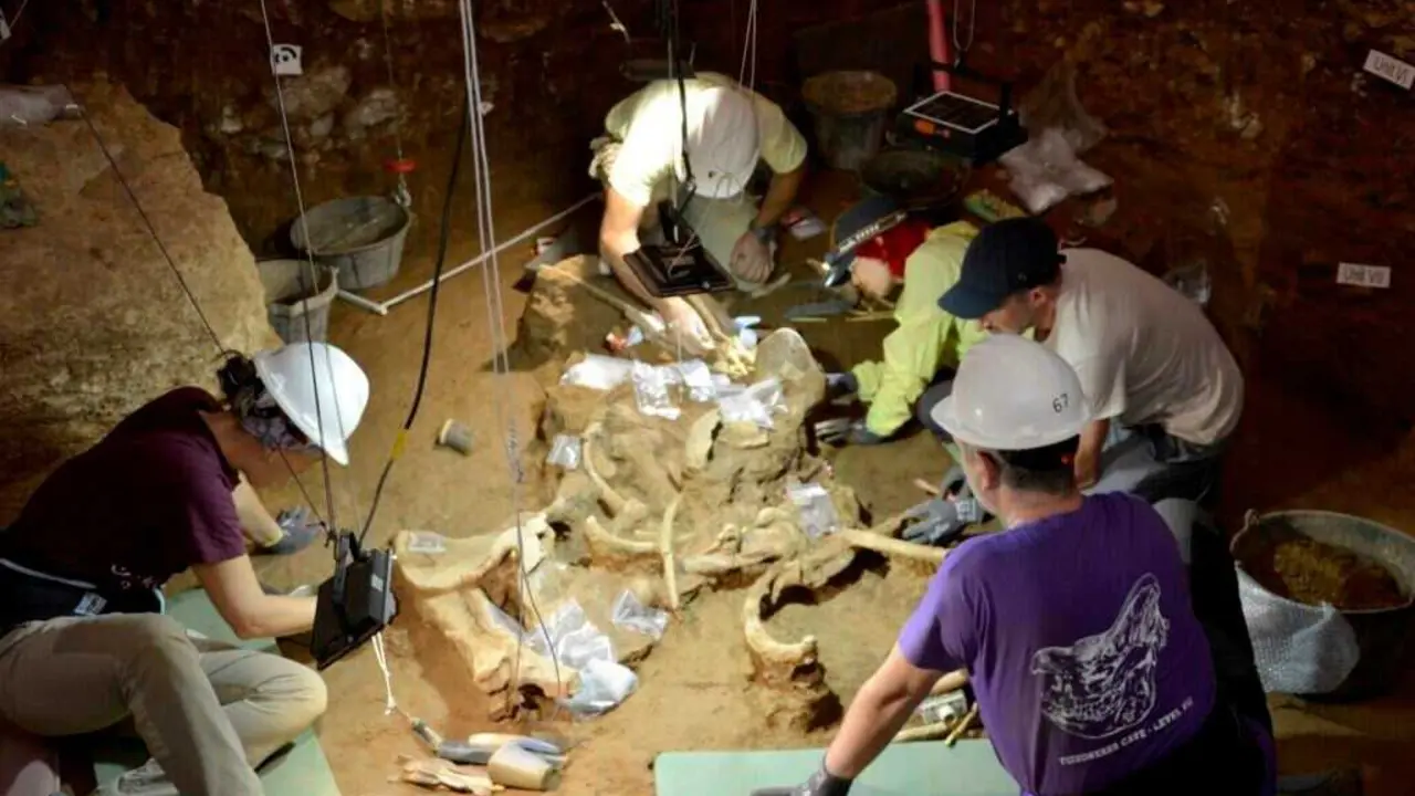 Trabajo de excavaci&oacute;n de los rinocerontes.