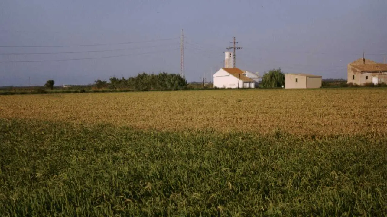 Campo de arroz en imagen de archivo