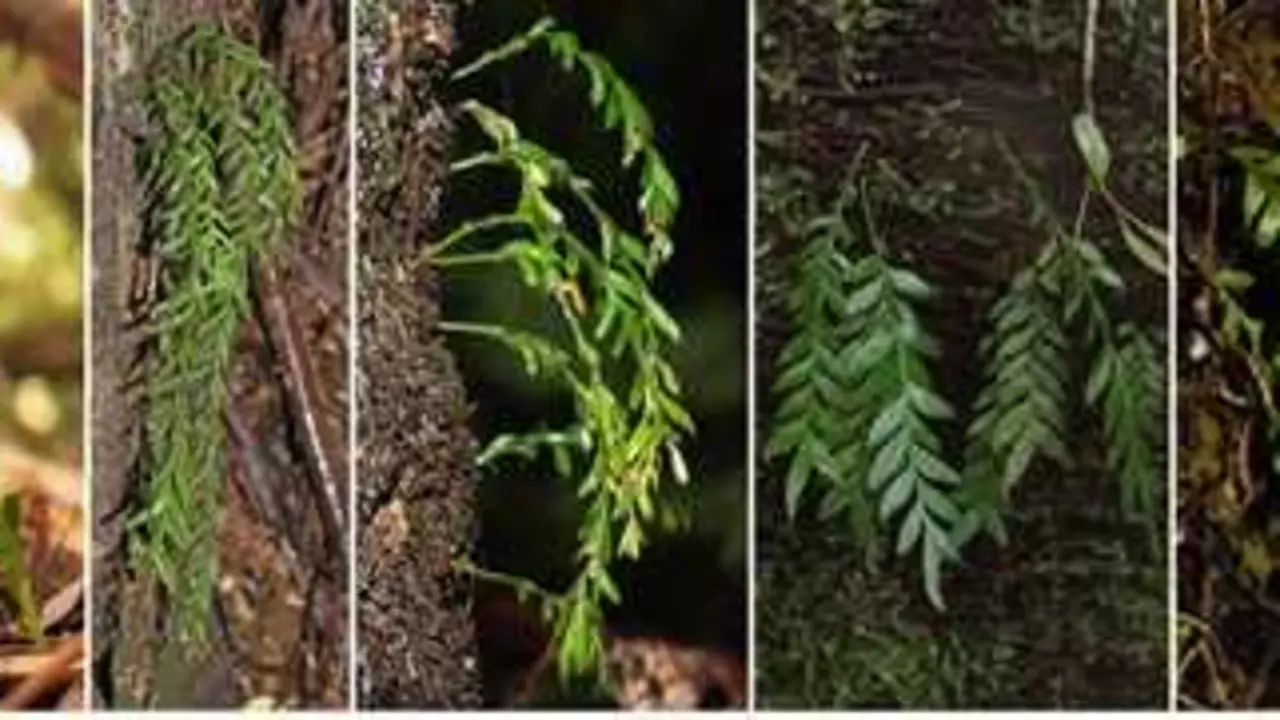 De izquierda a derecha: Tmesipteris alticola, Tmesipteris elongata, Tmesipteris horomaka, Tmesipteris lanceolata, Tmesipteris zamorarum y Tmesipteris truncata.