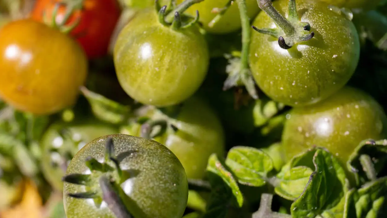 Archivo - Tomates