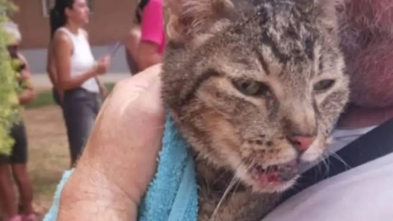 Gata rescatada en Benet&uacute;ser