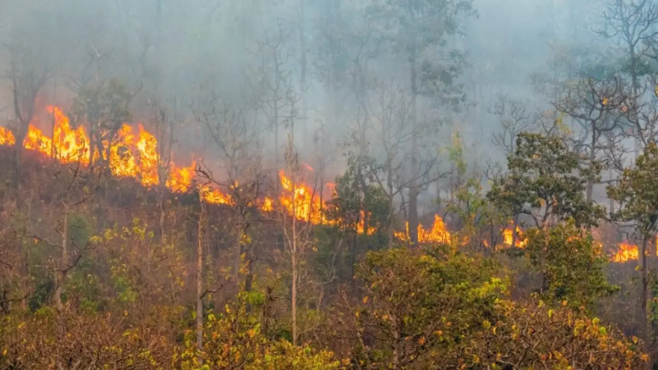 Incendio forestal