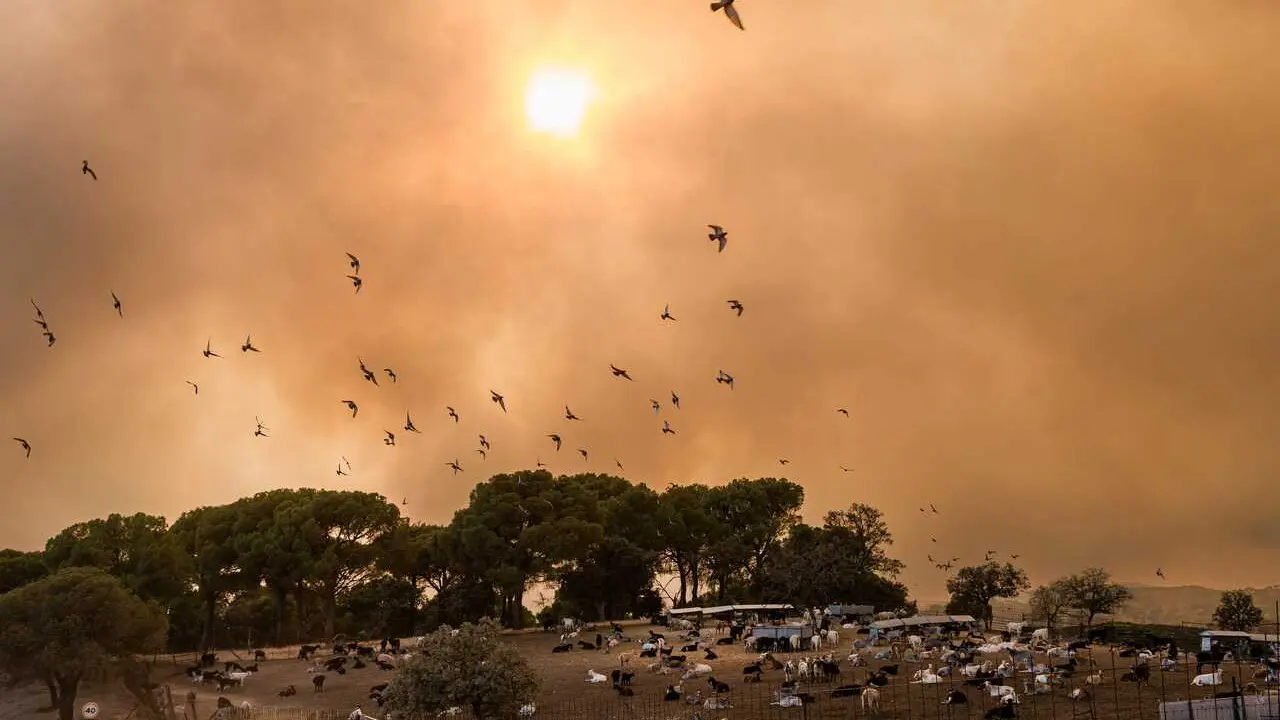 Varias aves huyen del fuego, a 23 de julio de 2026, en San Mart&iacute;n de Valdeiglesias, Madrid (Espa&ntilde;a)