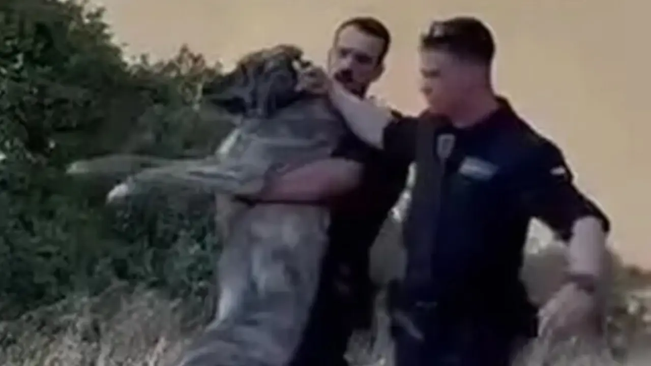 El momento en el que los agentes de la Guardia Civil rescatan a un perro en Madrid. Guardia Civil