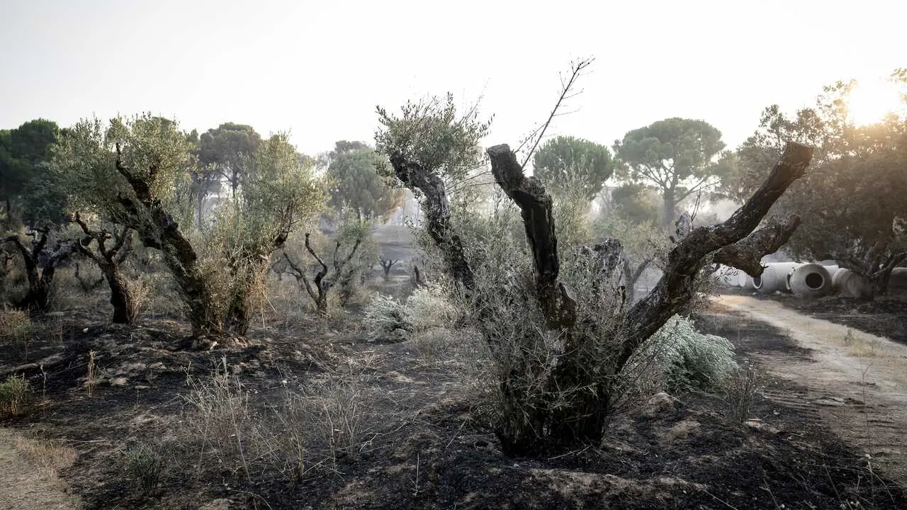 Efectos del incendio forestal de la sierra oeste de Madrid, en la finca La Granjilla, a 26 de julio de 2026, en Cadalso de los Vidrios, Madrid (Espa&ntilde;a). El incendio oblig&oacute; a desalojar el s&aacute;bado 25 de julio Cadalso de los Vidrios y Rozas de Puerto Real.