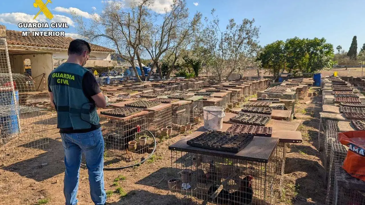 Un agente de la Guardia Civil durante la investigaci&oacute;n en la finca de Campanet.