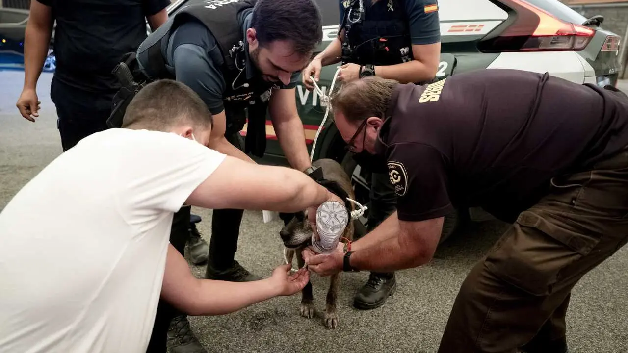 Varios agentes ayudan a un perro, a 24 de julio de 2026, en Fresnedillas de la Oliva, Madrid (Espa&ntilde;a). 