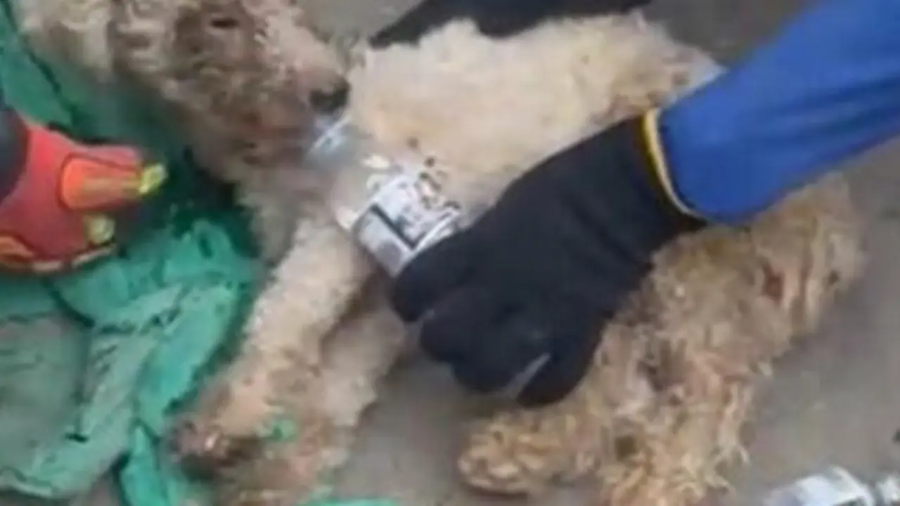 Caniche rescatado en Venezuela