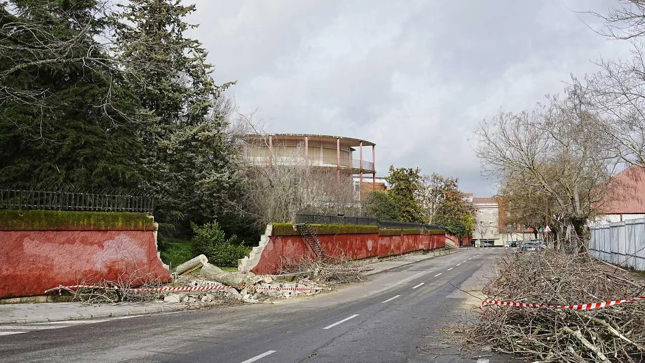 Archivo - Un &aacute;rbol ca&iacute;do como consecuencia del viento derrumba un muro, a 28 de enero de 2026, en C&aacute;ceres, Extremadura (Espa&ntilde;a). 