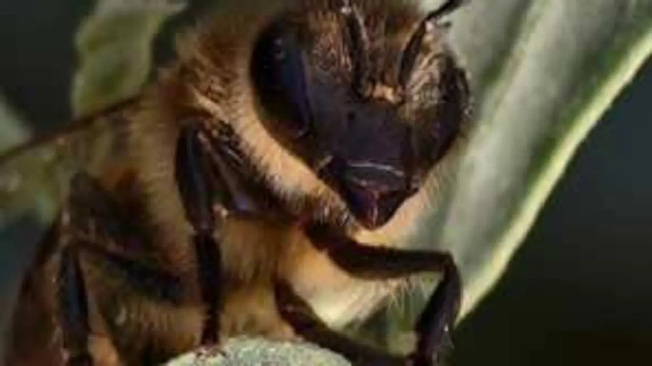 Imagen de archivo de una abeja