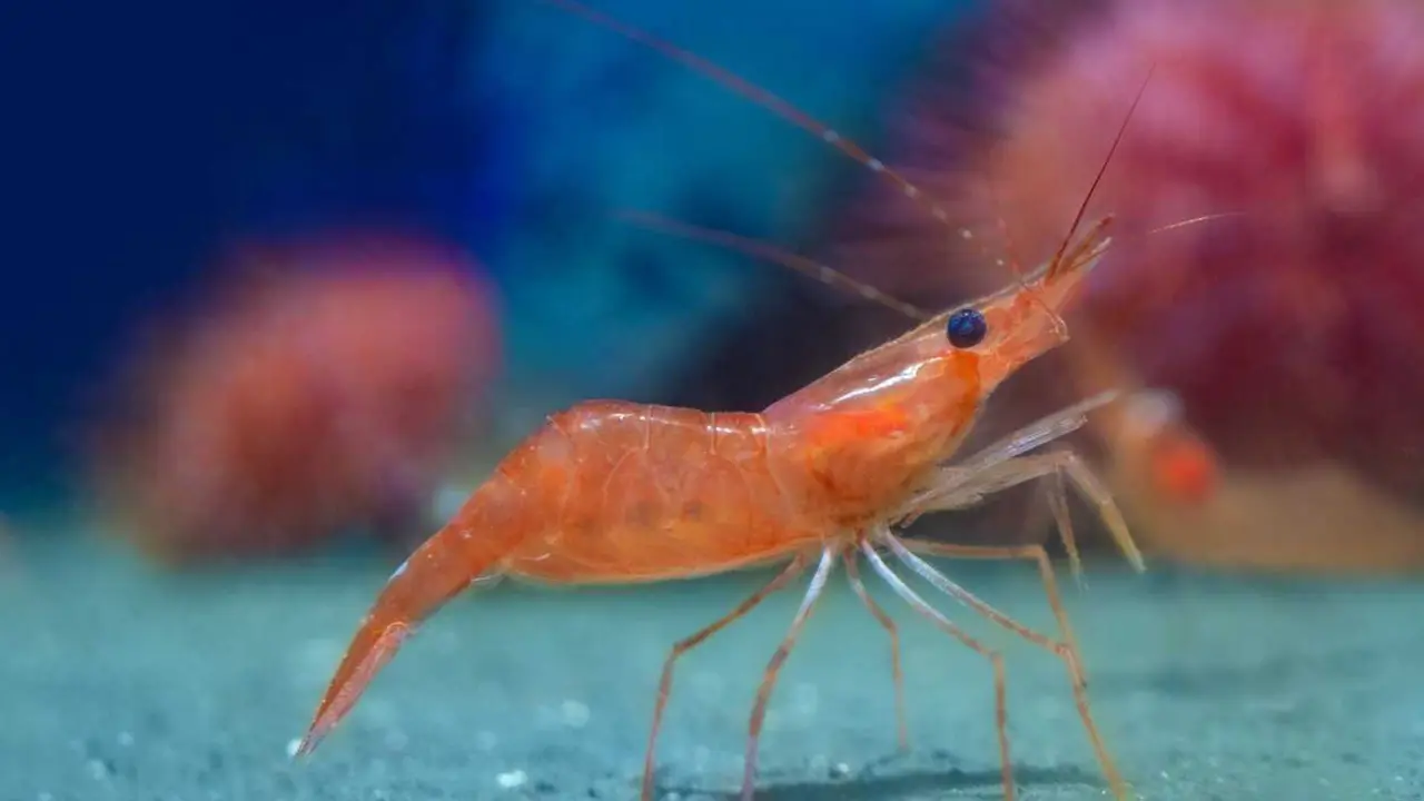 Northern shrimp Pandalus borealis in cold Norwegian waters, close-up of wild marine crustacean in natural habitat