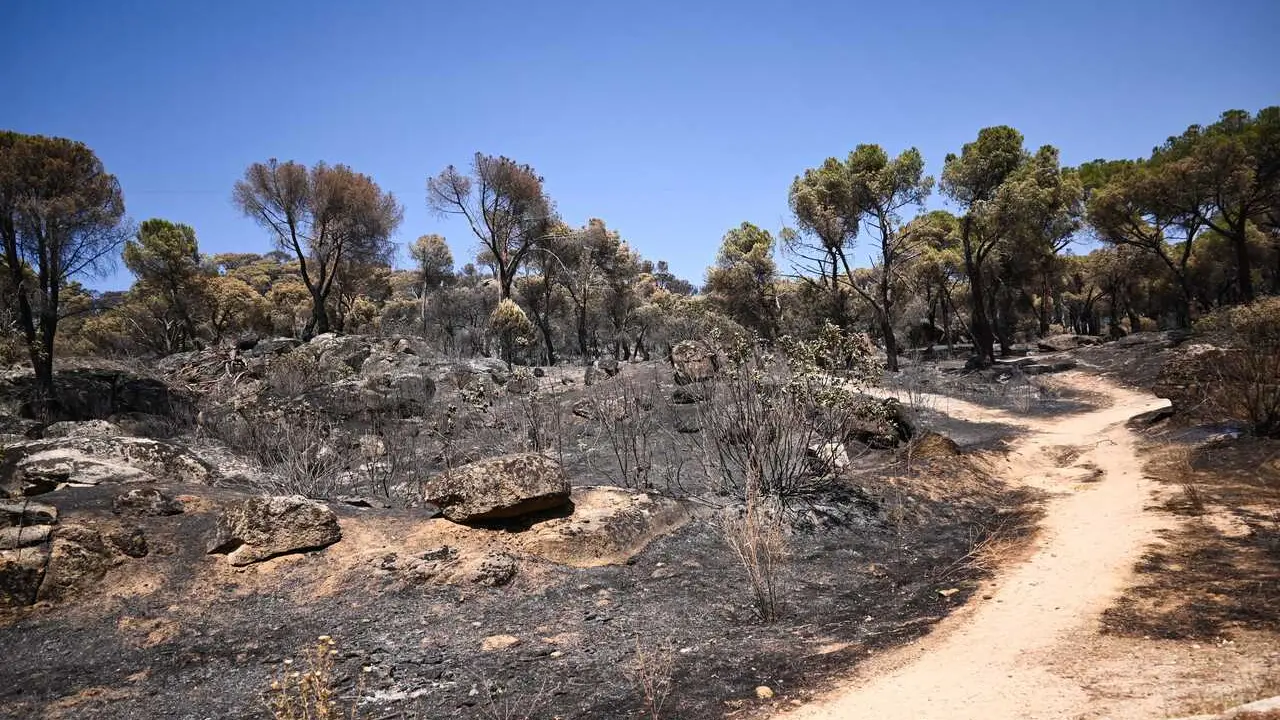 Zonas calcinadas tras el paso del incendio de la Sierra Oeste de Madrid, a 30 de julio de 2026, en Pelayos de la Presa, Madrid (Espa&ntilde;a).