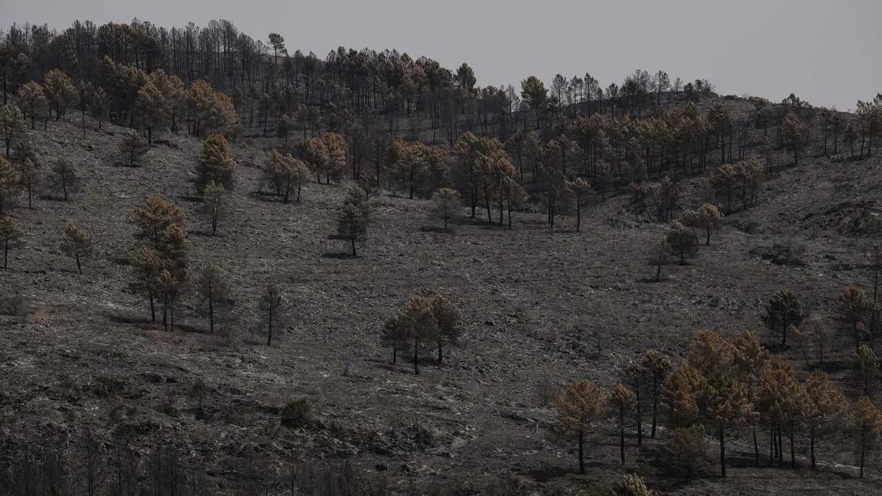 Terreno quemado en el incendio forestal, a 22 de julio de 2026, en Guadalajara, Castilla-La Mancha (Espa&ntilde;a). Page ha asegurado, tras la reuni&oacute;n de CECOPI que ha tenido lugar en Tamaj&oacute;n (Guadalajara), que el incendio de La Mierla ha entrado 'en fase de est
