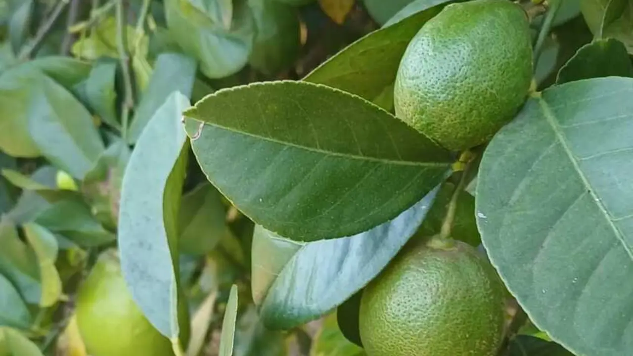 Cultivo de lim&oacute;n