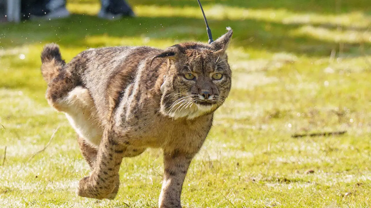Archivo - imagen de la suelta de un lince Ib&eacute;rico. A 9 de diciembre de 2025 en Adamuz, C&oacute;rdoba (Andaluc&iacute;a, Espa&ntilde;a). 