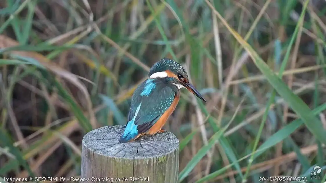 SEO/BirdLife