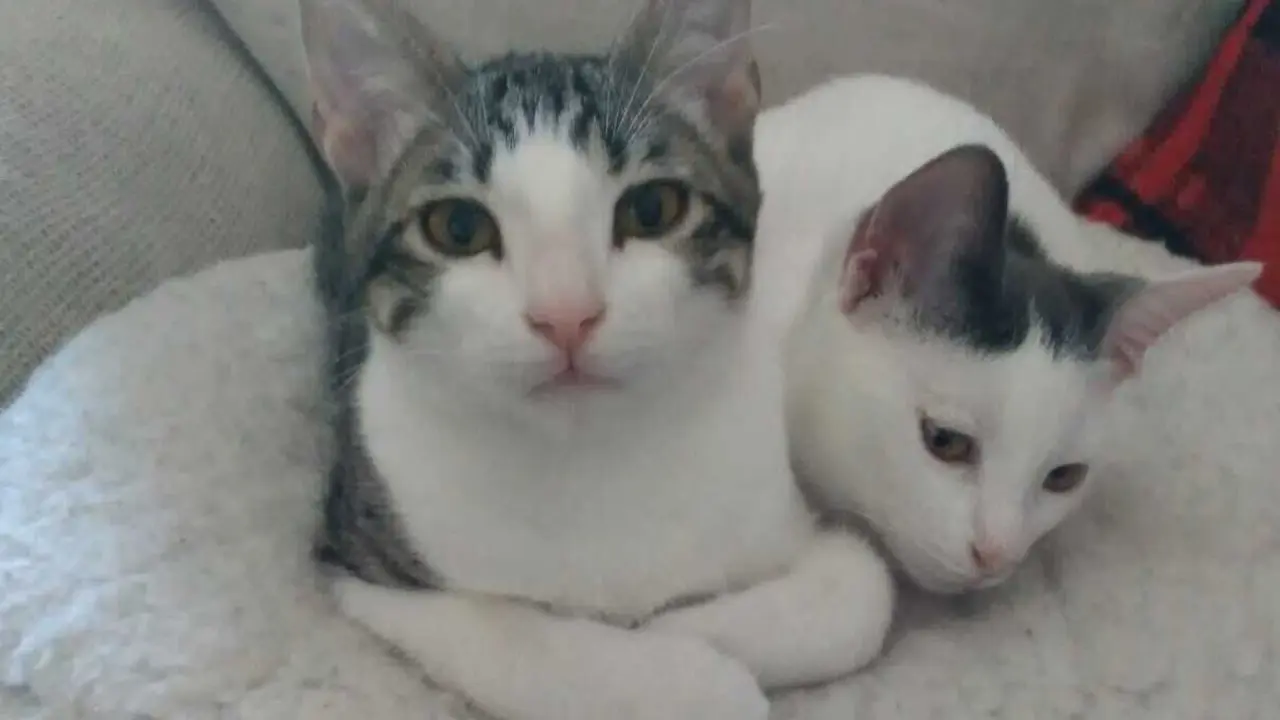 Archivo - Gatos, gato, gatitos, animales de compa&ntilde;&iacute;a, animal dom&eacute;stico, gato casero. Gatos caseros en un sof&aacute;