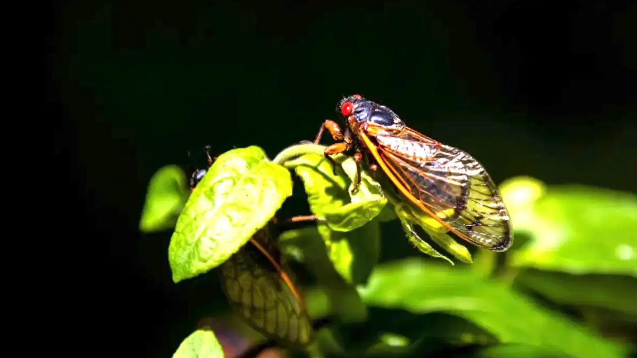 Cigarra