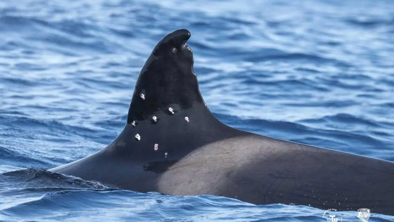 El MITECO abre actuaciones previas de  investigaci&oacute;n tras el avistamiento de la orca To&ntilde;i  con posibles marcas de perdigones en su aleta  Dorsal.
