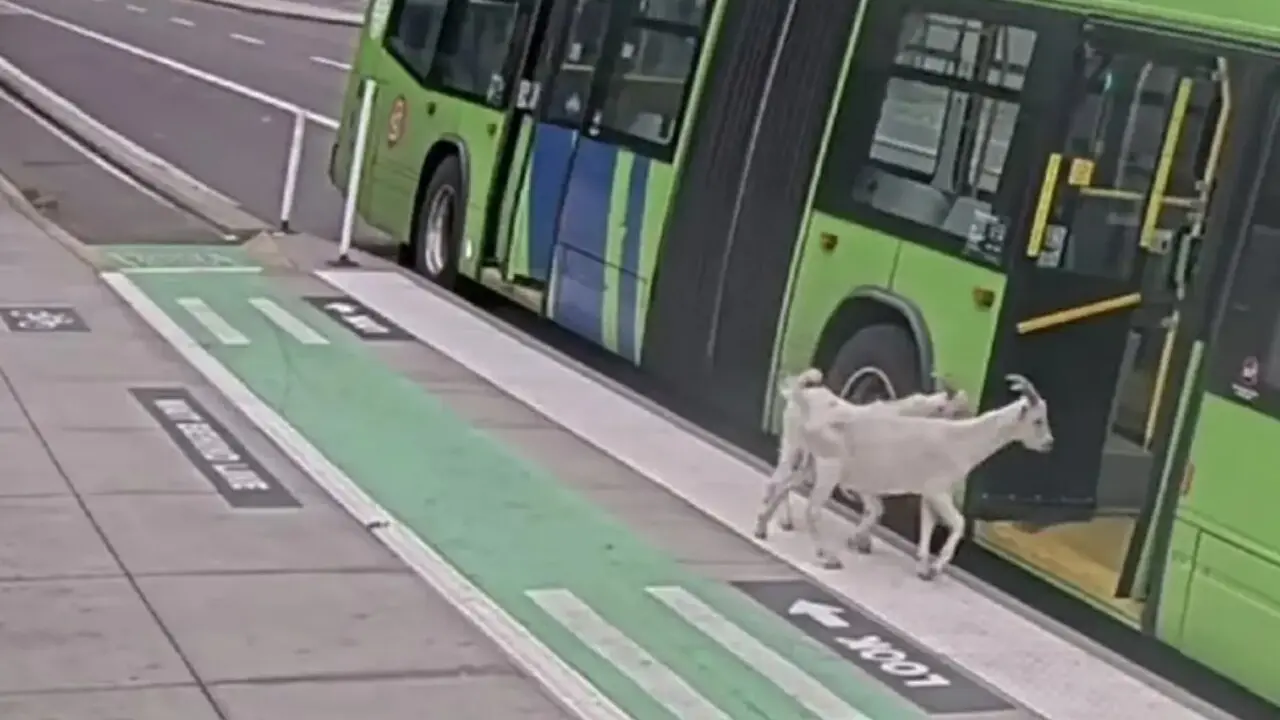 Las dos cabras subiendo al autob&uacute;s