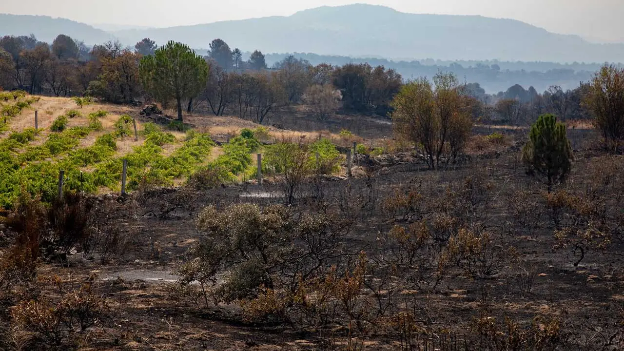 Terreno quemado por el incendio forestal entre Cebreros y El Tiemblo.