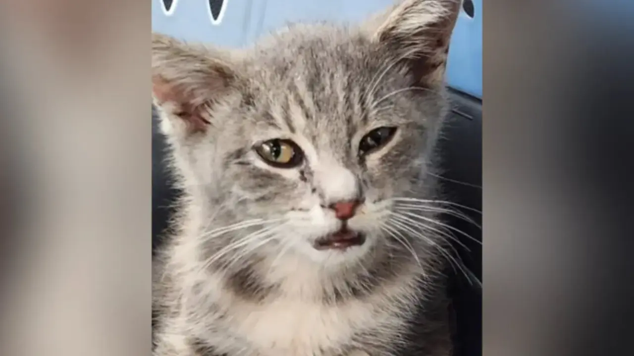 El gatito que recorri&oacute; 1000km en el bajo de un coche