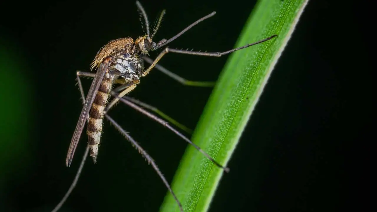 Archivo - Mosquito.