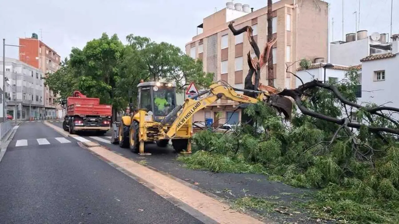 Retirada de &aacute;rbol ca&iacute;do en Sueca