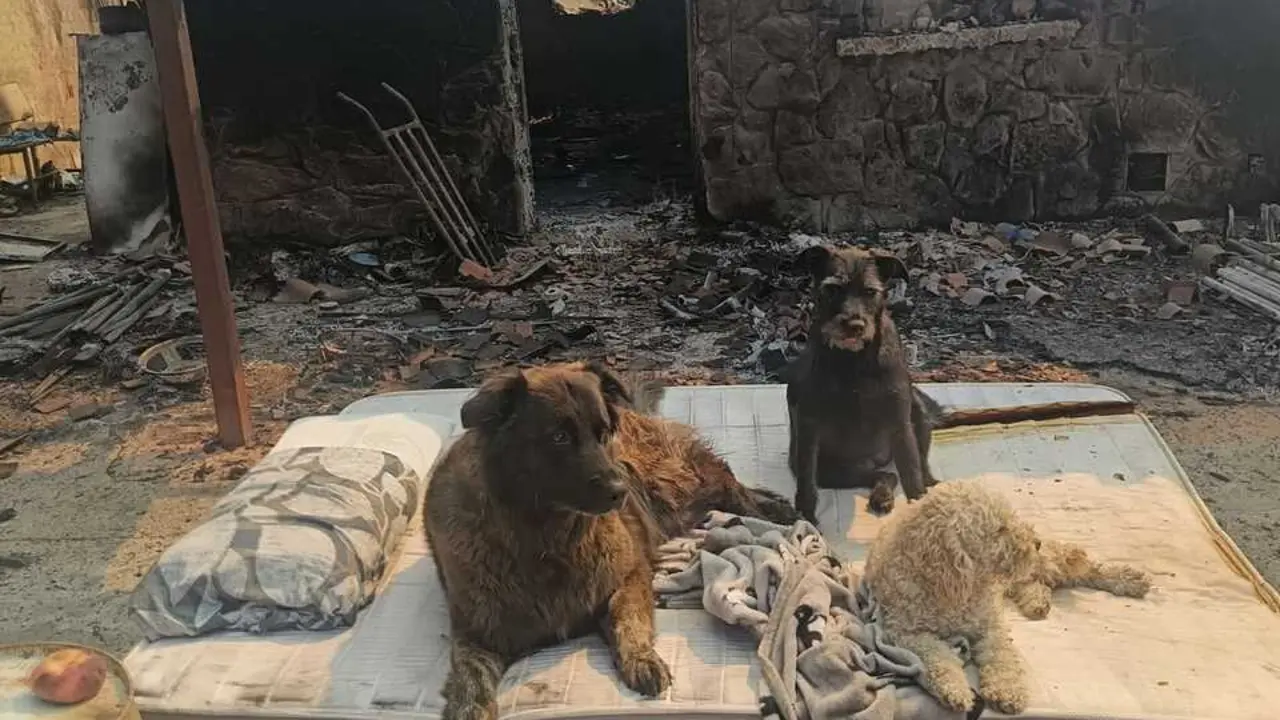 Las mascotas de Abel Viedma, un programador que viv&iacute;a en San Mart&iacute;n de Valdeiglesias, en la vivienda que fue arrasada por el incendio de la Sierra Oeste.