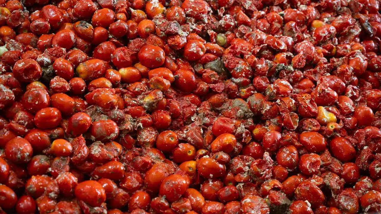 Archivo - Tomates son cargados en los camiones para la celebraci&oacute;n de la tomatina, en imagen de archivo. 