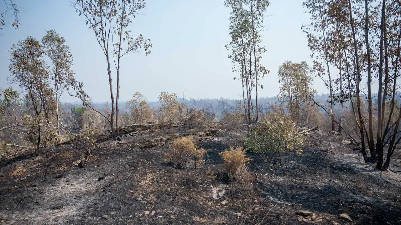 Zona afectada por el incendio de Niebla (Huelva) que lleva cinco d&iacute;as activo. A 11 de agosto de 2026 en Niebla, Huelva (Andaluc&iacute;a, Espa&ntilde;a). 